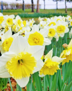 フラワーパーク江南、水仙、3月春の花、愛知県江南市の観光・撮影スポットの名所