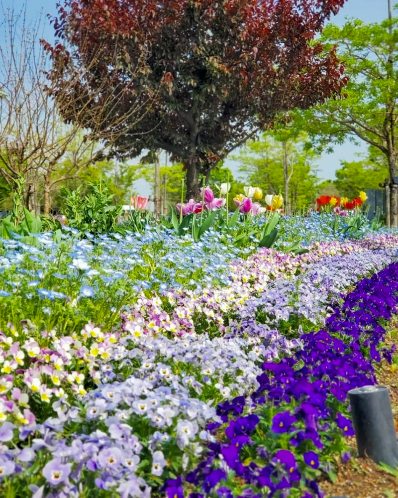 フラワーパーク江南、夏の花、愛知県江南市の観光・撮影スポットの名所