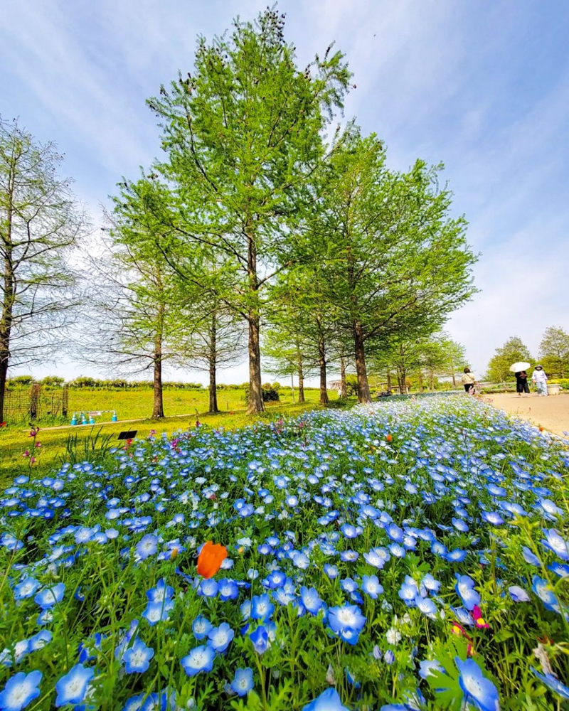 フラワーパーク江南、ネモフィラ、夏の花、愛知県江南市の観光・撮影スポットの名所