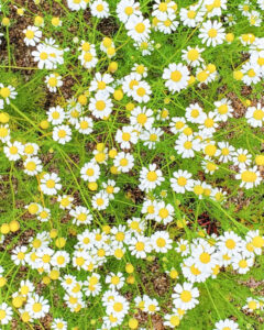 ぎふワールド・ローズガーデン、バラ、5月夏の花、岐阜県可児市の観光・撮影スポットの名所