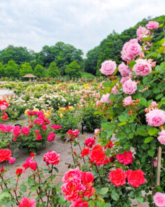 ぎふワールド・ローズガーデン、バラ、5月夏の花、岐阜県可児市の観光・撮影スポットの名所