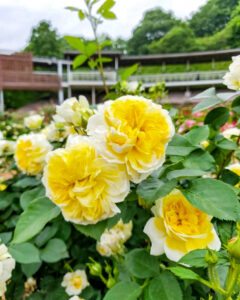 ぎふワールド・ローズガーデン、バラ、5月夏の花、岐阜県可児市の観光・撮影スポットの名所