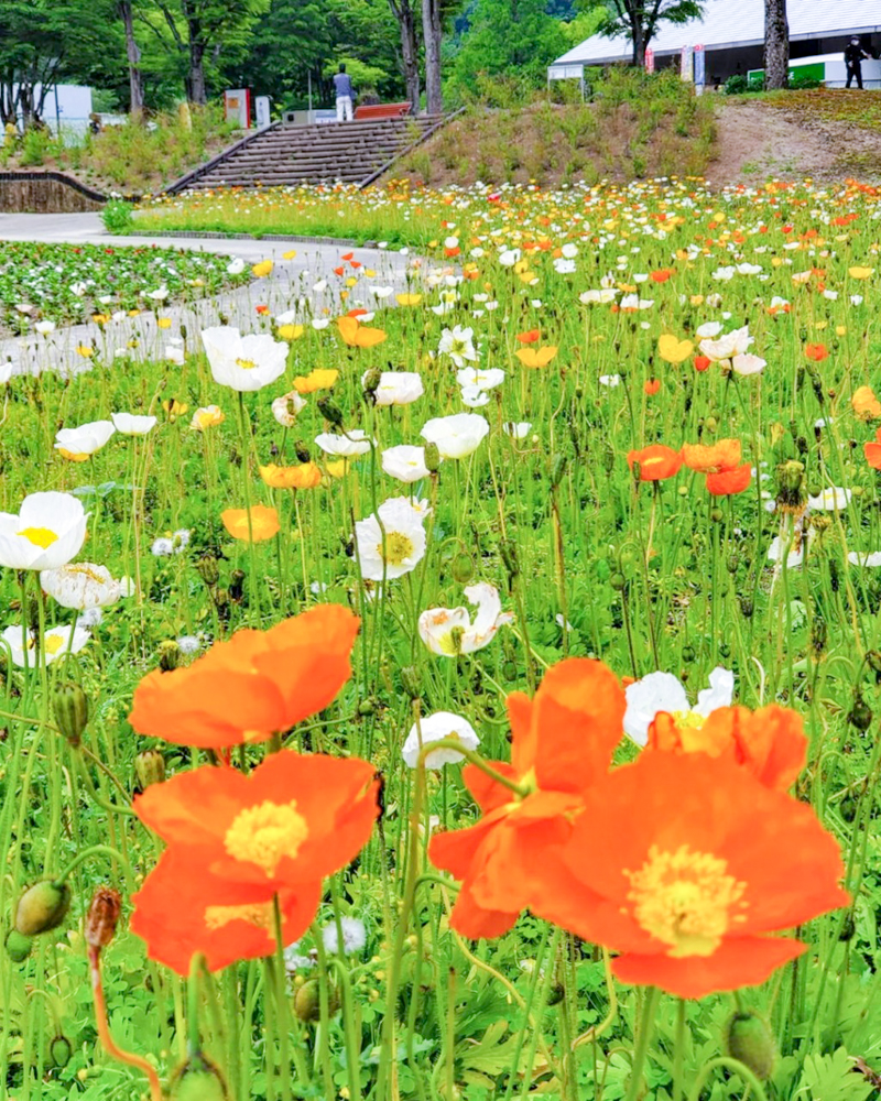 ぎふワールド・ローズガーデン、バラ、5月夏の花、岐阜県可児市の観光・撮影スポットの名所