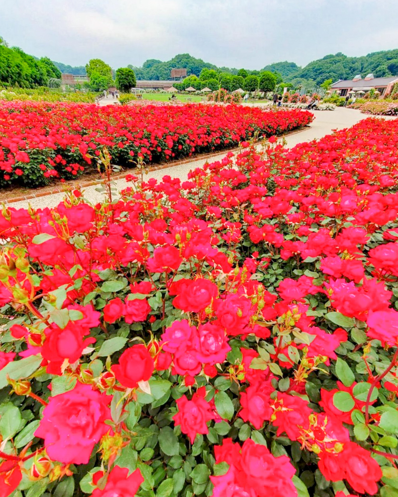 ぎふワールド・ローズガーデン、バラ、5月夏の花、岐阜県可児市の観光・撮影スポットの名所
