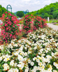 ぎふワールド・ローズガーデン、バラ、5月夏の花、岐阜県可児市の観光・撮影スポットの名所