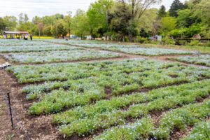 岐阜清流里山公園、ネモフィラ、4月の春の花、岐阜県美濃加茂市の観光・撮影スポットの名所
