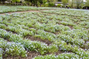 岐阜清流里山公園、ネモフィラ、4月の春の花、岐阜県美濃加茂市の観光・撮影スポットの名所