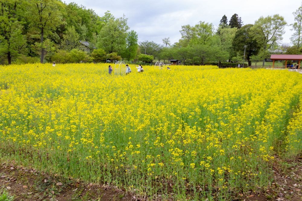 岐阜清流里山公園、菜の花、4月の春の花、岐阜県美濃加茂市の観光・撮影スポットの名所