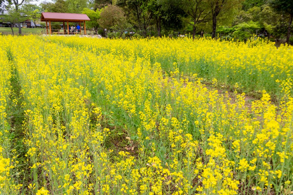 岐阜清流里山公園、菜の花、4月の春の花、岐阜県美濃加茂市の観光・撮影スポットの名所