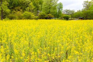 岐阜清流里山公園、菜の花、4月の春の花、岐阜県美濃加茂市の観光・撮影スポットの名所