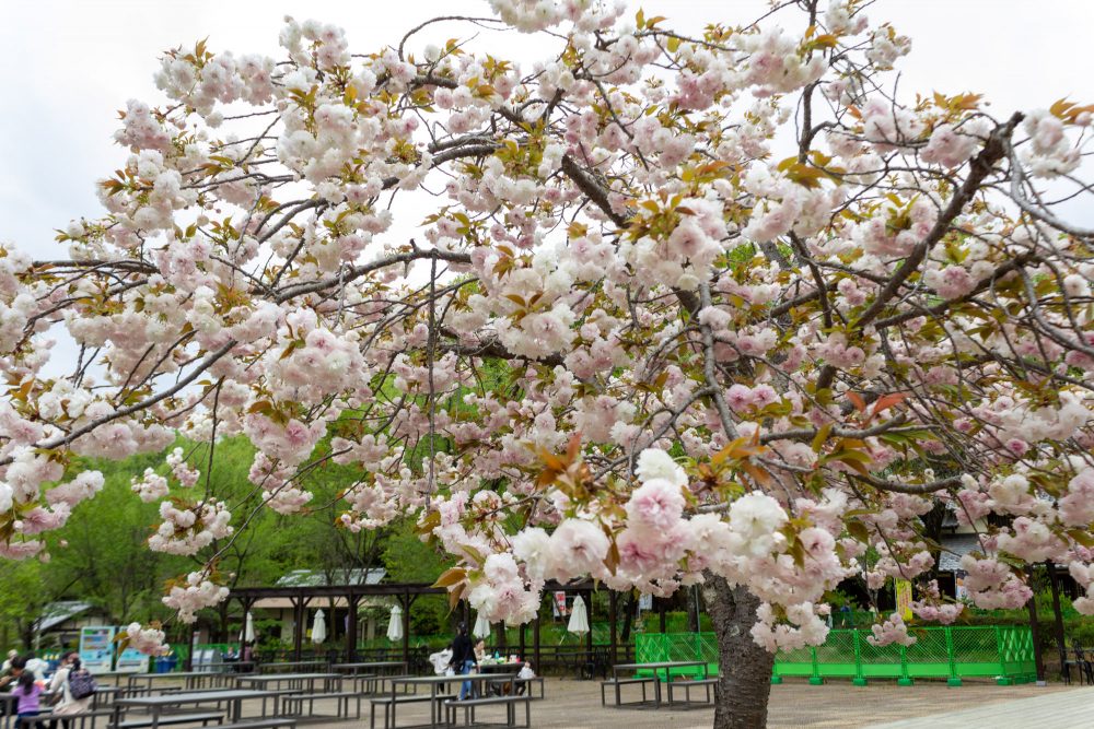 岐阜清流里山公園、八重桜、4月の春の花、岐阜県美濃加茂市の観光・撮影スポットの名所