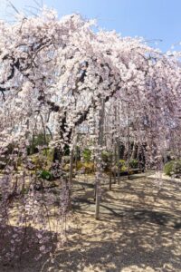 悟渓屋敷、しだれ桜、3月春の花、愛知県丹羽郡扶桑町の観光・撮影スポットの名所