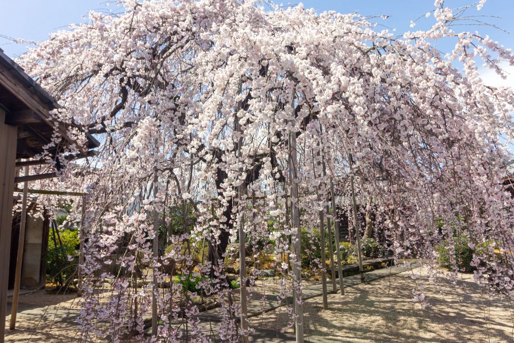悟渓屋敷、しだれ桜、3月春の花、愛知県丹羽郡扶桑町の観光・撮影スポットの名所