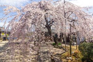 悟渓屋敷、しだれ桜、3月春の花、愛知県丹羽郡扶桑町の観光・撮影スポットの名所