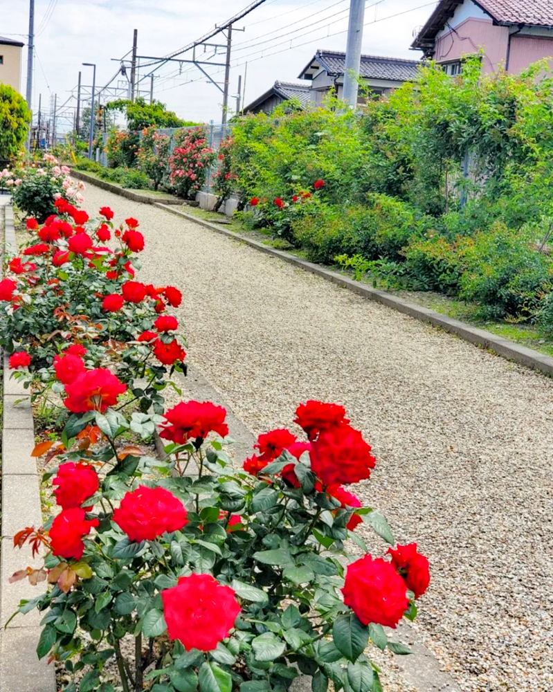 ごうど・ローズパーク、バラ、5月の夏の花、岐阜県安八郡の観光・撮影スポットの名所