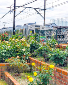 ごうど・ローズパーク、バラ、5月の夏の花、岐阜県安八郡の観光・撮影スポットの名所