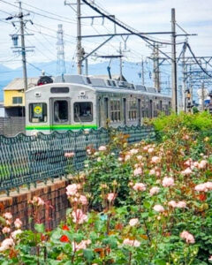 ごうど・ローズパーク、バラ、5月の夏の花、岐阜県安八郡の観光・撮影スポットの名所