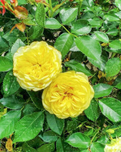 ごうど・ローズパーク、バラ、5月の夏の花、岐阜県安八郡の観光・撮影スポットの名所