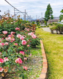 ごうど・ローズパーク、バラ、5月の夏の花、岐阜県安八郡の観光・撮影スポットの名所