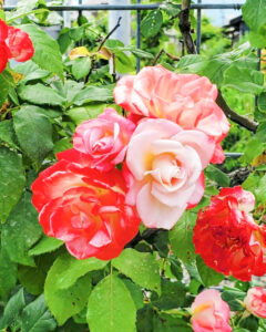 ごうど・ローズパーク、バラ、5月の夏の花、岐阜県安八郡の観光・撮影スポットの名所
