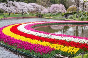 浜松フラワーパーク、チューリップ・桜、3月春の花、静岡県浜松市の観光・撮影スポットの名所