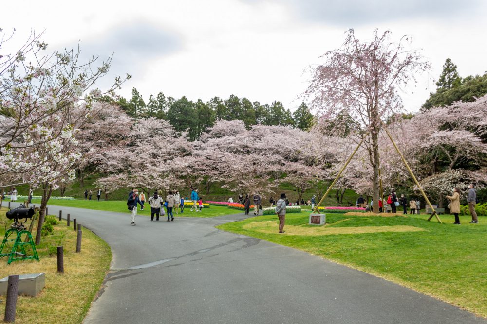 浜松フラワーパーク、桜、3月春の花、静岡県浜松市の観光・撮影スポットの名所