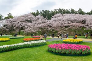 浜松フラワーパーク、チューリップ・桜、3月春の花、静岡県浜松市の観光・撮影スポットの名所