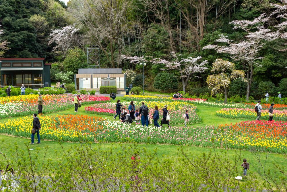 浜松フラワーパーク、チューリップ、3月春の花、静岡県浜松市の観光・撮影スポットの名所