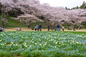 浜松フラワーパーク、チューリップ・桜、3月春の花、静岡県浜松市の観光・撮影スポットの名所