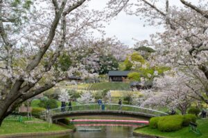 浜松フラワーパーク、桜、3月春の花、静岡県浜松市の観光・撮影スポットの名所