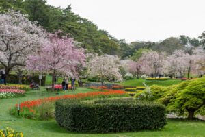 浜松フラワーパーク、チューリップ・桜、3月春の花、静岡県浜松市の観光・撮影スポットの名所