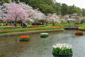 浜松フラワーパーク、チューリップ・桜、3月春の花、静岡県浜松市の観光・撮影スポットの名所