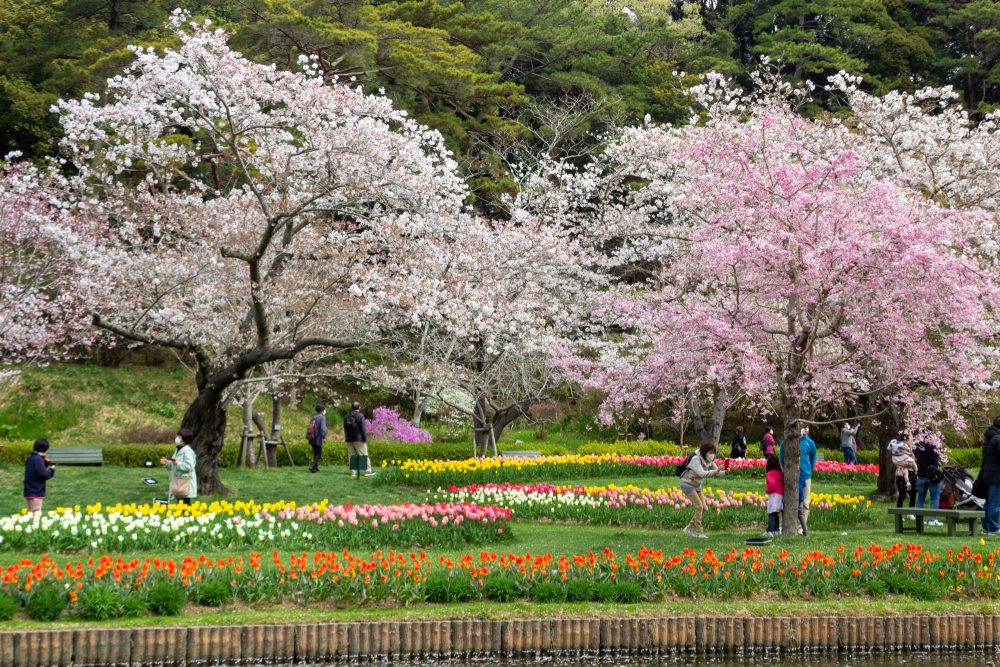 浜松フラワーパーク、チューリップ・桜、3月春の花、静岡県浜松市の観光・撮影スポットの名所