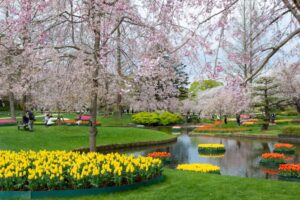 浜松フラワーパーク、チューリップ・桜、3月春の花、静岡県浜松市の観光・撮影スポットの名所