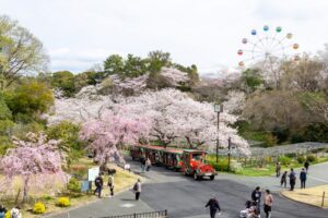 浜松フラワーパーク、桜、3月春の花、静岡県浜松市の観光・撮影スポットの名所