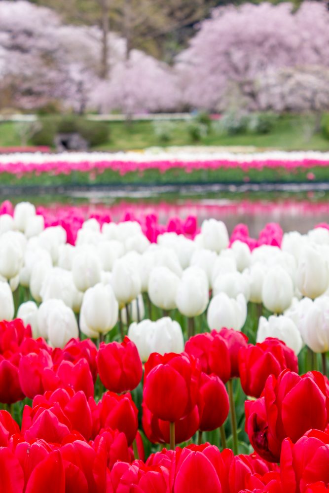 浜松フラワーパーク、チューリップ・桜、3月春の花、静岡県浜松市の観光・撮影スポットの名所