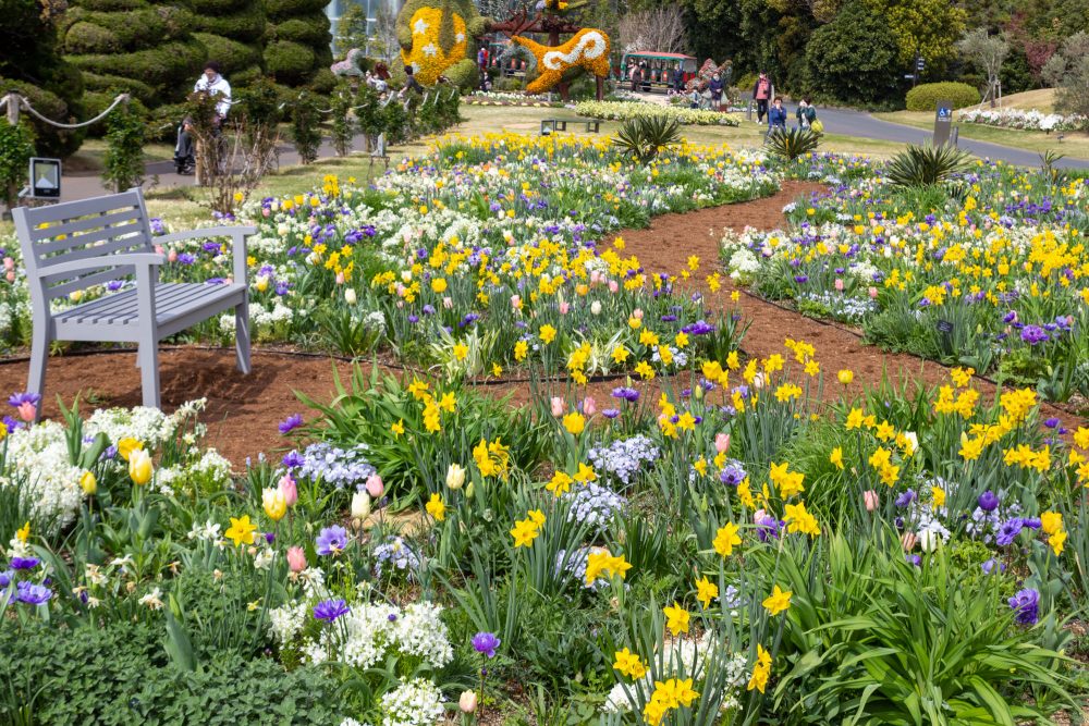 浜松フラワーパーク、3月春の花、静岡県浜松市の観光・撮影スポットの名所