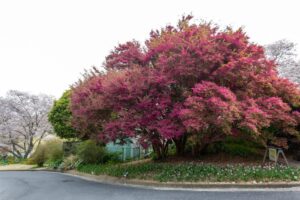 浜松フラワーパーク、3月春の花、静岡県浜松市の観光・撮影スポットの名所