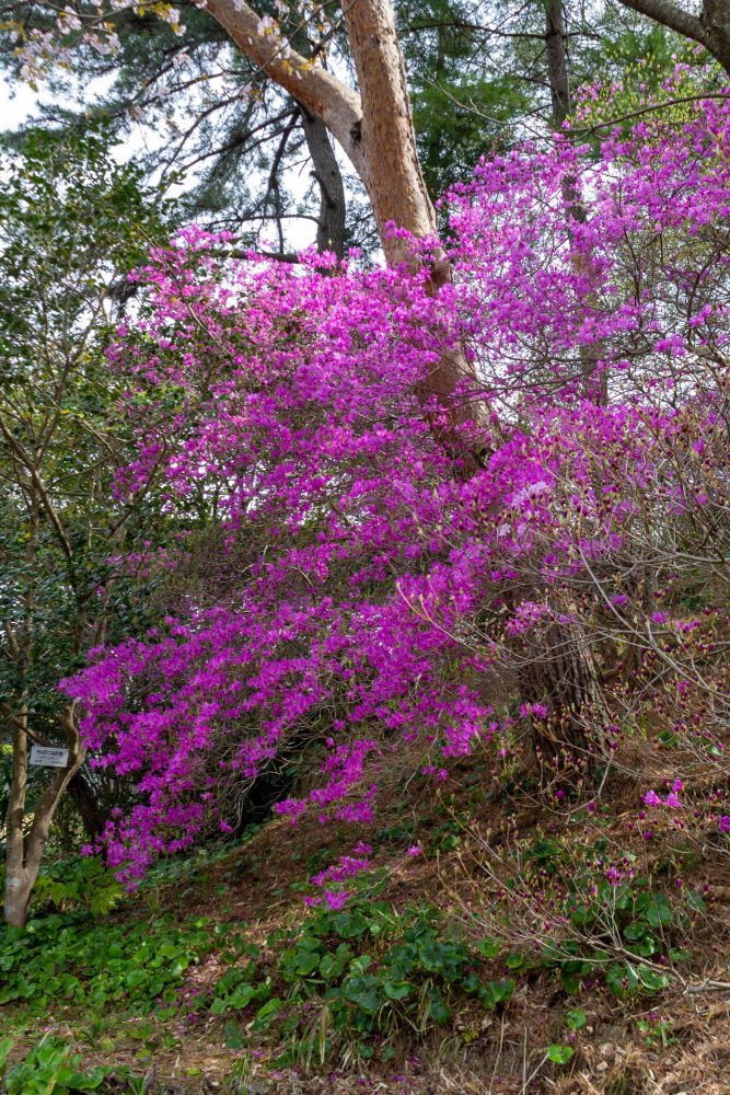 浜松フラワーパーク、つつじ、3月春の花、静岡県浜松市の観光・撮影スポットの名所