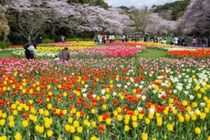 浜松フラワーパーク、チューリップ・桜、3月春の花、静岡県浜松市の観光・撮影スポットの名所