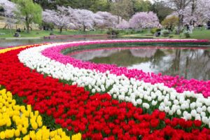 浜松フラワーパーク、チューリップ・桜、3月春の花、静岡県浜松市の観光・撮影スポットの名所