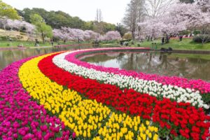 浜松フラワーパーク、チューリップ・桜、3月春の花、静岡県浜松市の観光・撮影スポットの名所