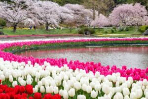 浜松フラワーパーク、チューリップ・桜、3月春の花、静岡県浜松市の観光・撮影スポットの名所
