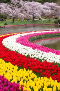 浜松フラワーパーク、チューリップ・桜、3月春の花、静岡県浜松市の観光・撮影スポットの名所