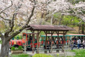浜松フラワーパーク、桜、3月春の花、静岡県浜松市の観光・撮影スポットの名所