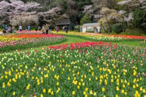 浜松フラワーパーク、チューリップ、3月春の花、静岡県浜松市の観光・撮影スポットの名所