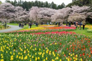 浜松フラワーパーク、チューリップ・桜、3月春の花、静岡県浜松市の観光・撮影スポットの名所