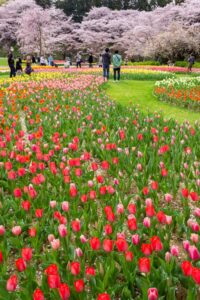 浜松フラワーパーク、チューリップ、3月春の花、静岡県浜松市の観光・撮影スポットの名所