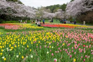 浜松フラワーパーク、チューリップ・桜、3月春の花、静岡県浜松市の観光・撮影スポットの名所