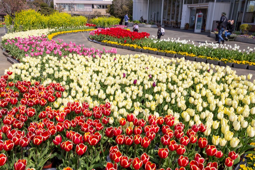 はままつフラワーパーク、チューリップ、3月春の花、静岡県浜松市の観光・撮影スポットの画像と写真